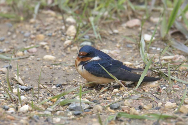 stock image Barn Swallow (hirundo rustica) perched on the ground