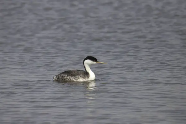 stock image Western Grebe (aechmophorus occidentalis) swimming in a lake