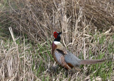 Halka boyunlu sülün (erkek) (fazianus colchicus) uzun otların arasında hazır bulunur.
