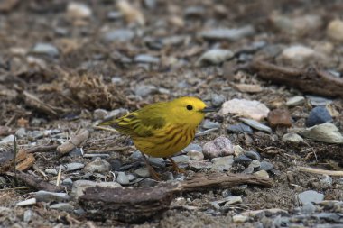 Sarı Warbler (erkek) (setophaga peteşi) kayalık zeminde arama yapıyor