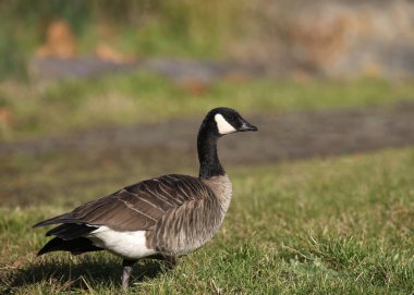 Gıdaklayan Kaz (branta hutchinsii) otlakta yürüyor
