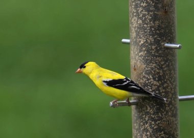 Amerikan ispinozu (erkek) (spinus tristis) bir silindir kuş yemliğinden yemek