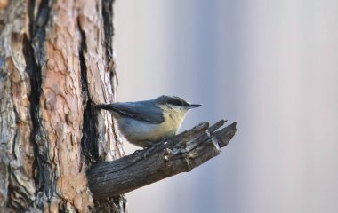 Pigme Nuthatch (sitta pygmaea), büyük bir ağaç gövdesine bağlandığı küçük bir dala tünemiştir.