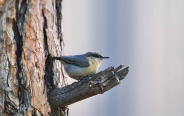 Pygmy Nuthatch (sitta pygmaea) perched on a small branch where it joins a big tree trunk clipart