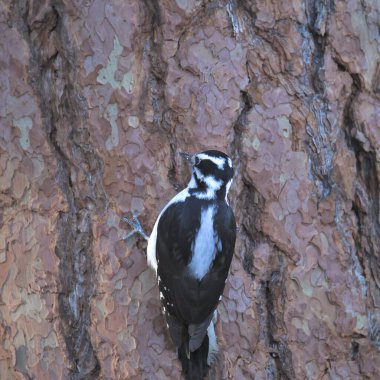 Kıllı Ağaçkakan (dişi) (pikoides villosus) büyük bir ağacın gövdesine tünemiş.