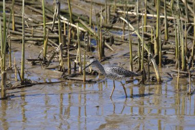Büyük Sarıbacak (tringa melanoleuca) çamurlu bir arazide yürüyor