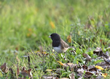 Koyu renk gözlü Junco (Oregon grubu) (junco hyemalis) bazı çimlere tünedi