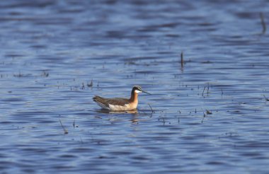 Wilson's Phalarope (female) (phalaropus tricolor) swimming in a pond