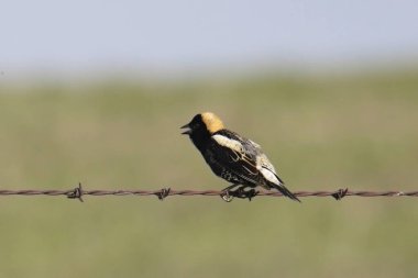 Bobolink (erkek) (dolichonyx oryzivorus) dikenli tellerin üzerine tünemiştir.