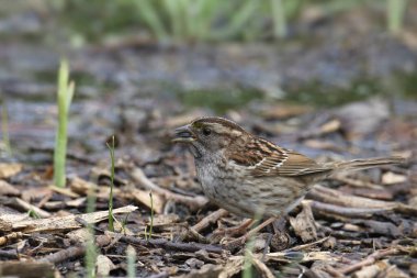 Gagasında tohum olan beyaz boğazlı serçe (zonotrichia albicollis)