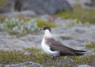 Arktik Skua (stercorarius paraziticus) çimenli bir çayırda tünemiştir.