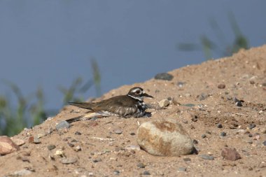 Ölüm geyiği (charadrius vociferus) bir göletin yanında yerde oturuyor.