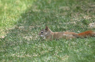 Doğu Gri Sincap (Sciurus carolinensis) çimenlerin üzerine uzandı