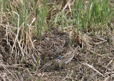 Yeşil kanatlı Teal (dişi) (Ananas carolinensis) bazı çimenlere tünedi