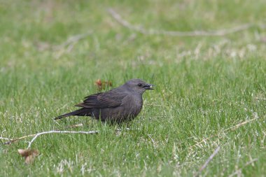 Brewer 's Blackbird (dişi) (euphagus siyanocephalus) otlak bir alanda yiyecek arıyor