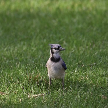 Mavi Jay (siyanocitta cristata) kalın bir çimene tünemiş.