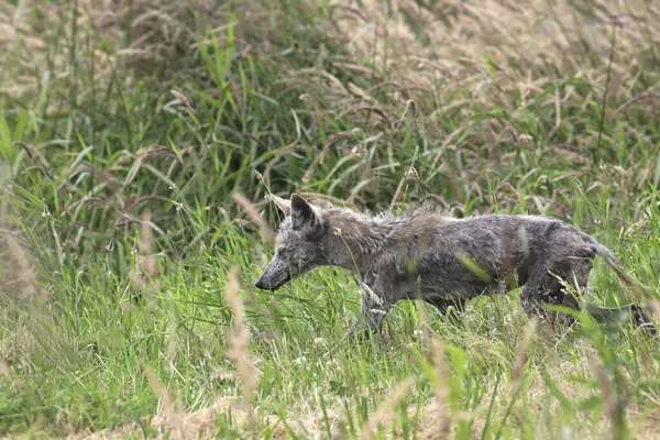Gri Kurt (genç kurt) (köpek lupus) uzun otların arasında yürüyor
