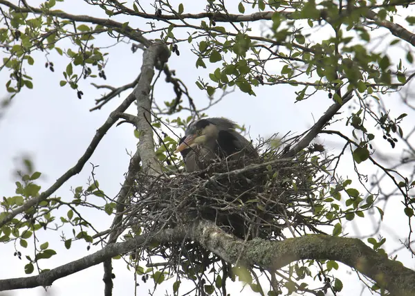 stock image Great Blue Heron (ardea herodias) sitting on it's nest high in a tree