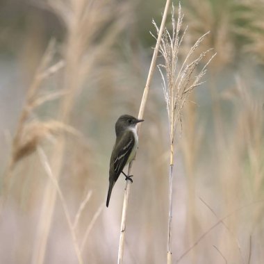 Willow Flycatcher (empidonax traillii) ince bir buğday kuyusuna tünemişti.