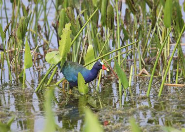 Mor Gallinule (porphrio martinicus) bataklıkta yiyecek arıyor