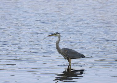 Büyük Mavi Balıkçıl (ardea herodias) sığ sularda yüzüyor