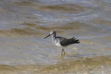 Daha büyük Sarıbacak (tringa melanoleuca) sığ sularda yüzüyor