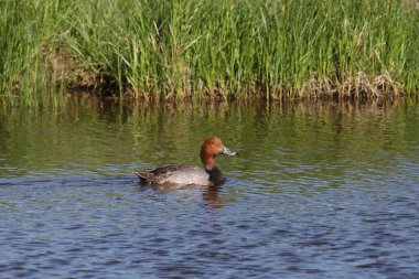 Kızıl Ördek (erkek) (aythya americana) gölette yüzüyor