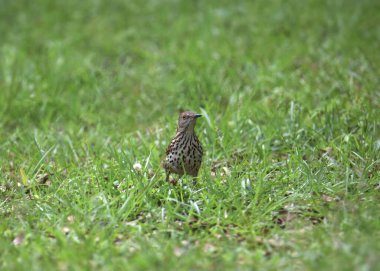 Kahverengi Thrasher (toksoma rufum) çimenlerin üzerinde tünemiştir.