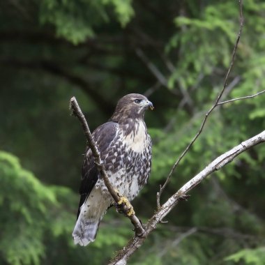 Kızıl kuyruklu Şahin (buteo jamaicensis) ormandaki bir ağaca tünedi.