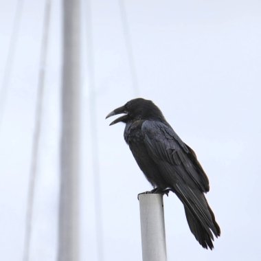 Gemi direğine tünemiş Karga (corvus corax)