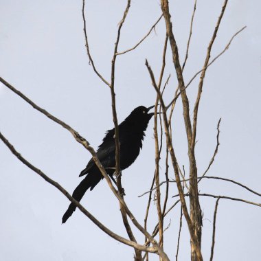 Büyük kuyruklu Grackle (erkek) (quiscalus mexicanus) gagası açık ve tüyleri dallı yapraksız bir ağaca tünemiştir.