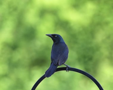 Yaygın Grackle (erkek) (quiscalus quicula) kuş besleyici bir direğin üzerindeki tüneğinden geriye bakıyor