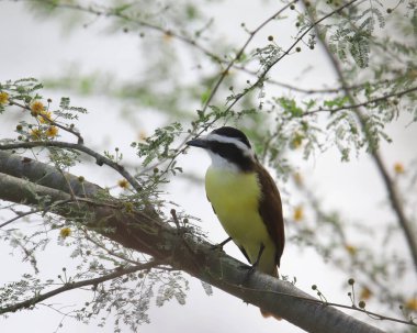 Great Kiskadee (pitangus sulphuratus) perched in a tree