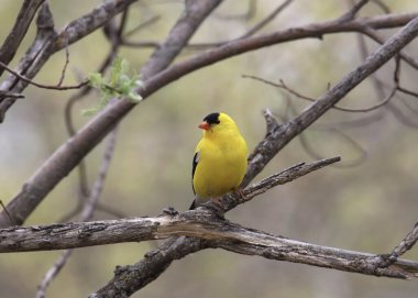 Amerikan ispinozu (erkek) (spinus tristis) bir ağaca tünemiştir.