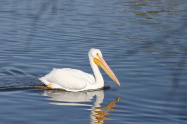 Amerikan Beyaz Pelikanı (pepcanus erythrothynchos) bir gölde yüzüyor