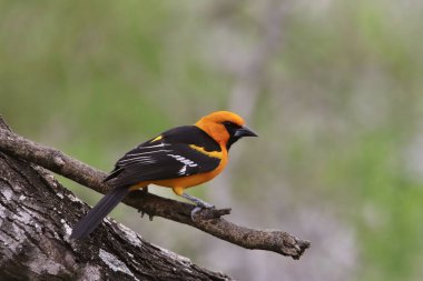 Altamira Oriole (icterus gularis) bir dala tünemiştir.