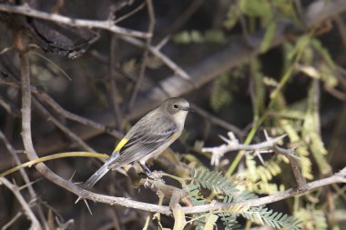 Sarı popolu Warbler (Myrtle, dişi) bir ağaca tünemiş