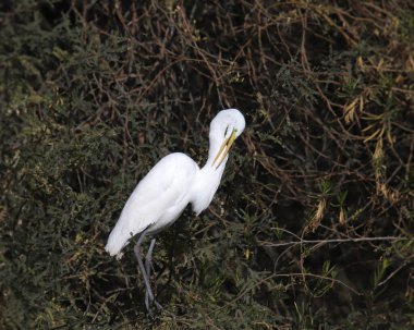 Büyük Akbalıkçıl (ardea alba) bir ağaca tünemiş.
