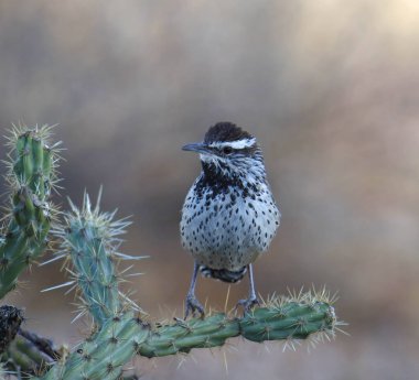 Kaktüs Wren (campylorhynchus brunneicapillu) bir kaktüsün üzerine tünemiştir.