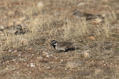 Kara Boğaz Serçesi (amphispiza çifteata) yerde arama yapıyor