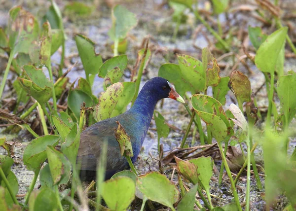 Mor Gallinule (porphrio martinicus) dağınık bir sulak alanda yiyecek arıyor