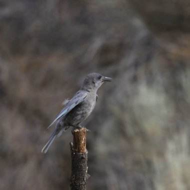 Pinyon Jay (olgunlaşmamış) (gymnorhinus siyanocephalus) bir dalın üzerine tünemiştir.
