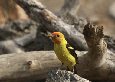 Western Tanager (erkek) (piranga ludoviciana) büyük bir kayanın üzerine tünemiştir.