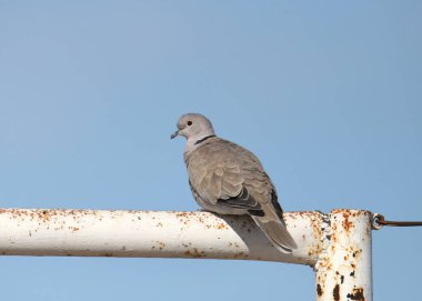 Metal bir borunun üzerine tünemiş Avrasya Yakalı Güvercin (streptopelia decaocto)