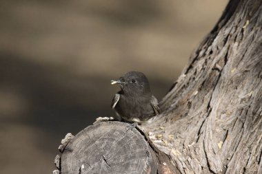 Siyah Phoebe (sayornis nigricans) gagasına küçük bir yaprak yapışmış büyük bir ağacın ekleminde tünemişti.