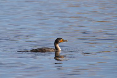 Çift tepeli karabatak (phalacrocorax brasilianus) ve gagasında küçük bir balık bulunur.
