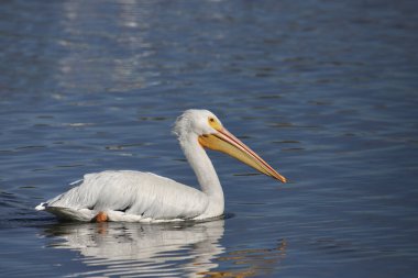 Amerikan Beyaz Pelikanı (pelecanus erythrothynchos) bir gölde yüzüyor