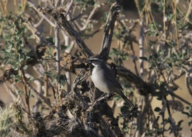 Kara Boğaz Serçesi (amphispiza çifteata) çöl fundalığına tünemiştir.