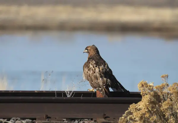 Red-tailed Hawk (buteo jamaicensis) perched on a railroad track with it\'s red tail clearly visible