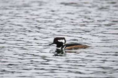 Kukuletalı Merganser (erkek) (Lophoditler guguk kuşu) bazı kaba sularda yüzer